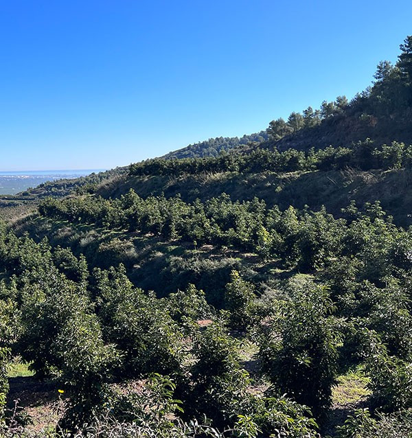 Hass Avocado | Buy online