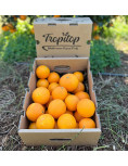 Orange Box