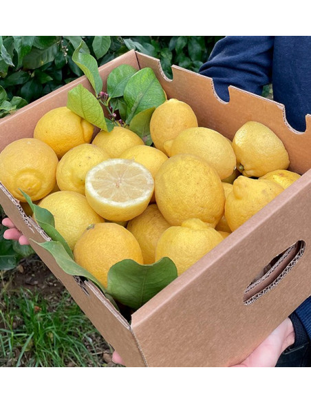 Acheter des Citrons en Ligne | Citrons Frais Directement du Champ
