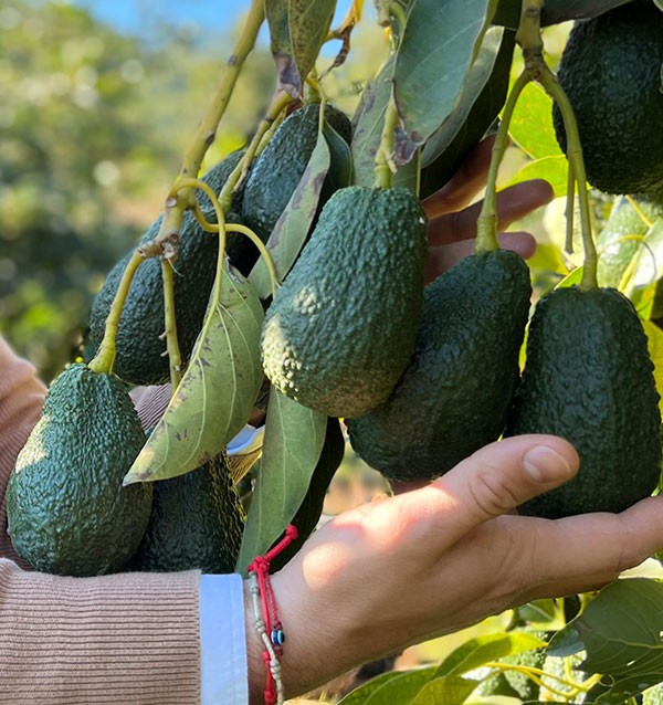 Limoni e Avocado hass online al miglior prezzo