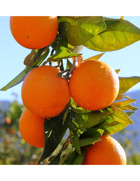 Acheter des oranges et des avocats