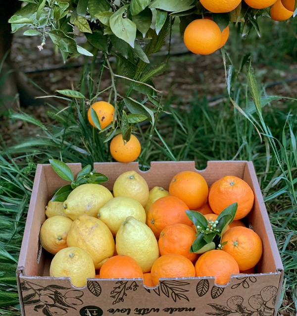 Comprar Naranjas y Limones directas del campo