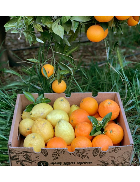 Oranges et citrons | Fruits en ligne