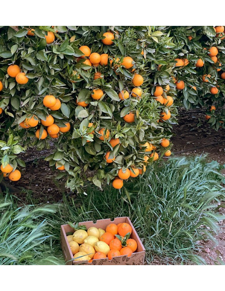 Naranjas y Limones