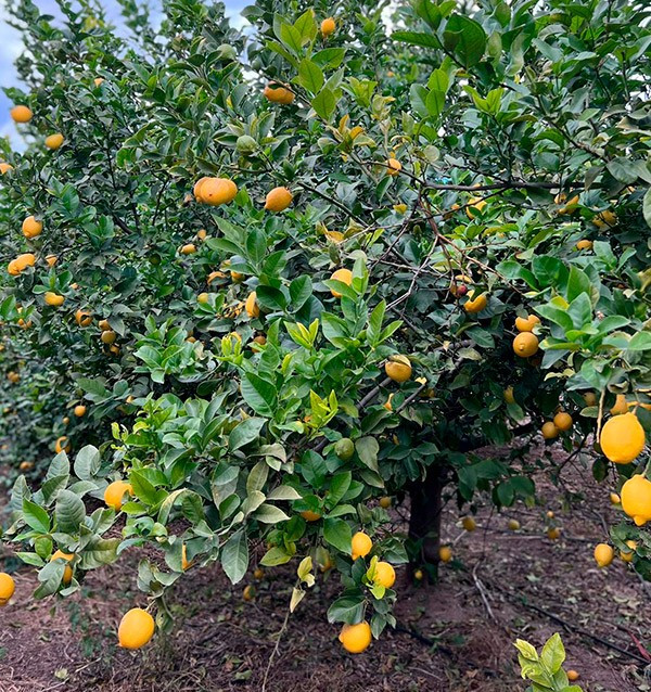 Orangen und Zitronen | Online-Obst