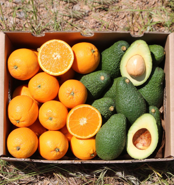 Buy Oranges and Avocados | TropiTop