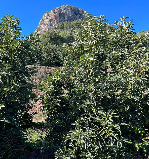 Breakfast with avocados: avocados, oranges and lemons