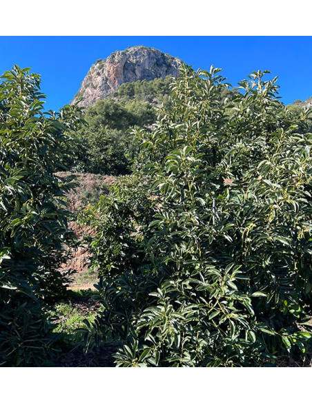 Colazione con avocado: Avocado, Arance e Limoni