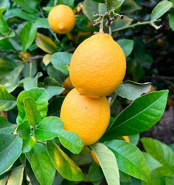 Breakfast with avocados: avocados, oranges and lemons