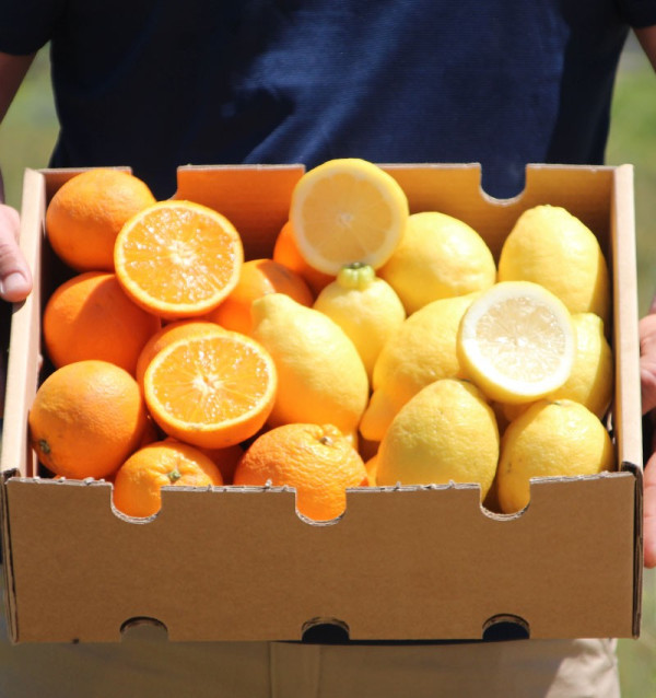 Oranges and lemons | Fruit online