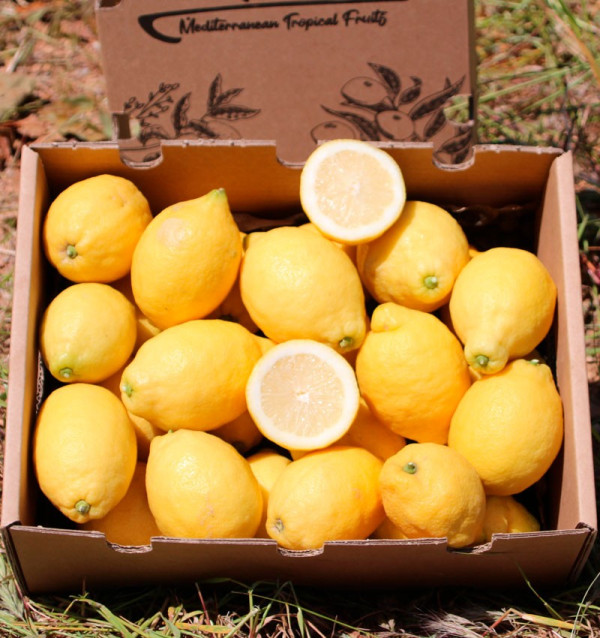 Acheter des Citrons en Ligne | Citrons Frais Directement du Champ