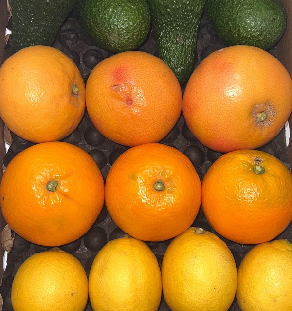 Buy avocados, grapefruits, oranges and lemons from the field to your home