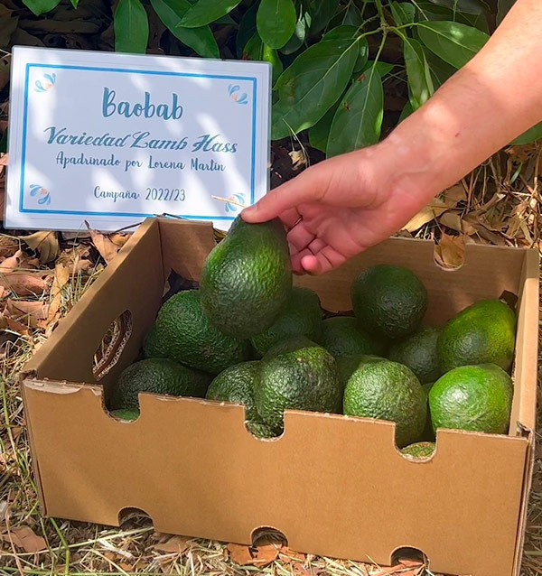 Parraine un arbre d avocat