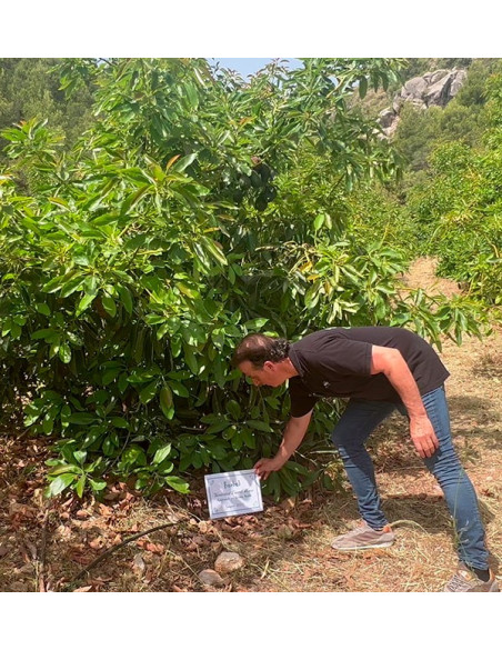 Adotta un albero di avocado