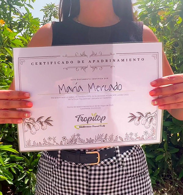 Sponsor an Avocado Tree