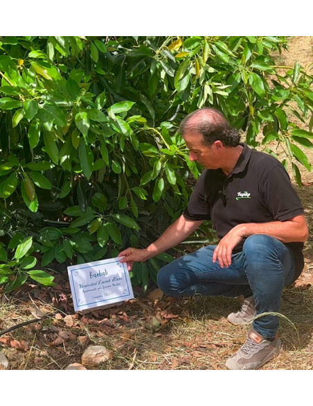 Adotta un albero di avocado