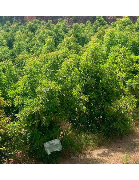 Adotta un albero di avocado