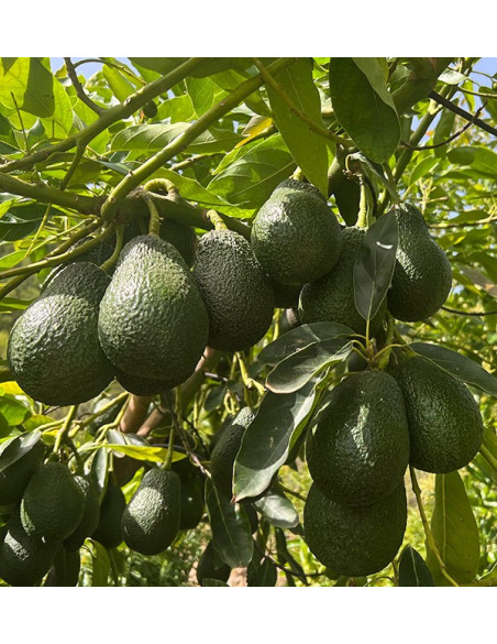 Adotta un albero di avocado