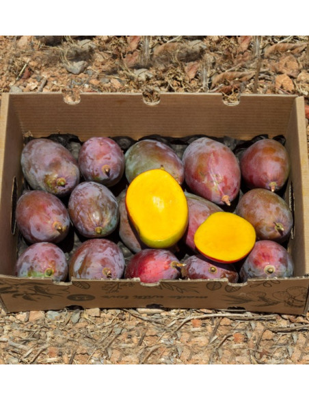 Acquista Mango Biologici Spagnoli | Dal Produttore – Tropitop