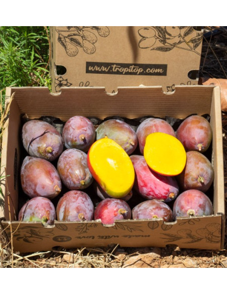 Acquista Mango Biologici Spagnoli | Dal Produttore – Tropitop