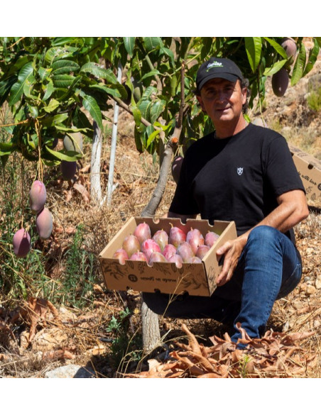 Acheter des Mangues Bio Espagnoles | Direct Producteur – Tropitop