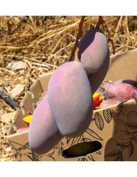 Acquista Mango Biologici Spagnoli | Dal Produttore – Tropitop