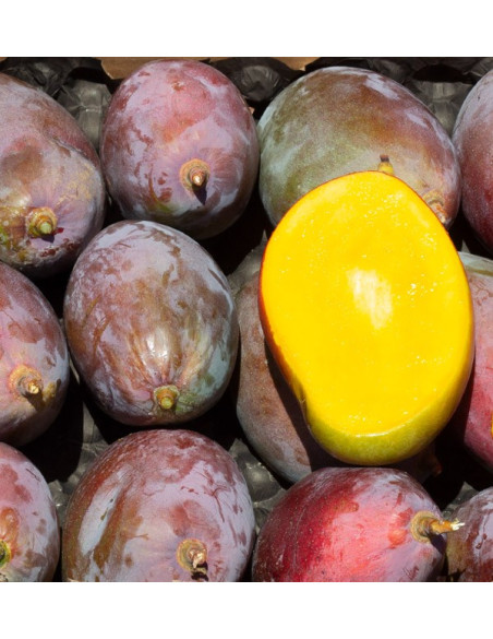 Mango Osteen detalle