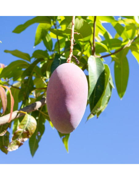 Acheter des Mangues Bio Espagnoles | Direct Producteur – Tropitop