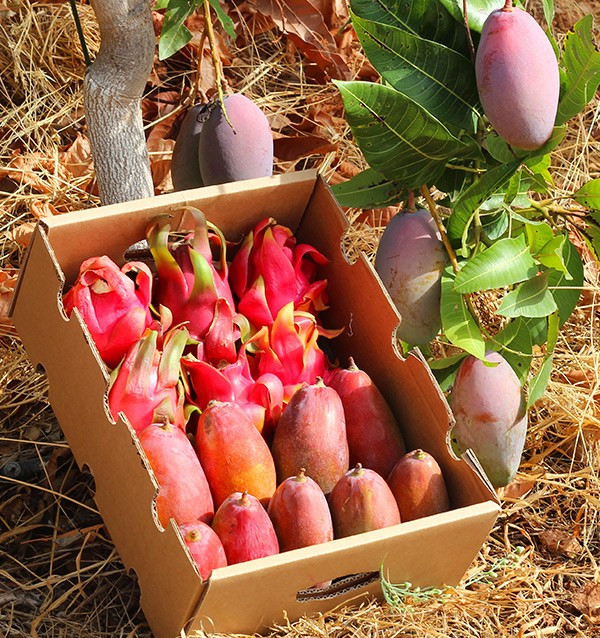 Drachenfrucht und Mango 2
