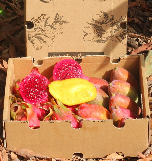 Buy pitaya and mangoes