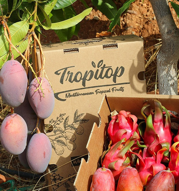 Buy pitaya and mangoes