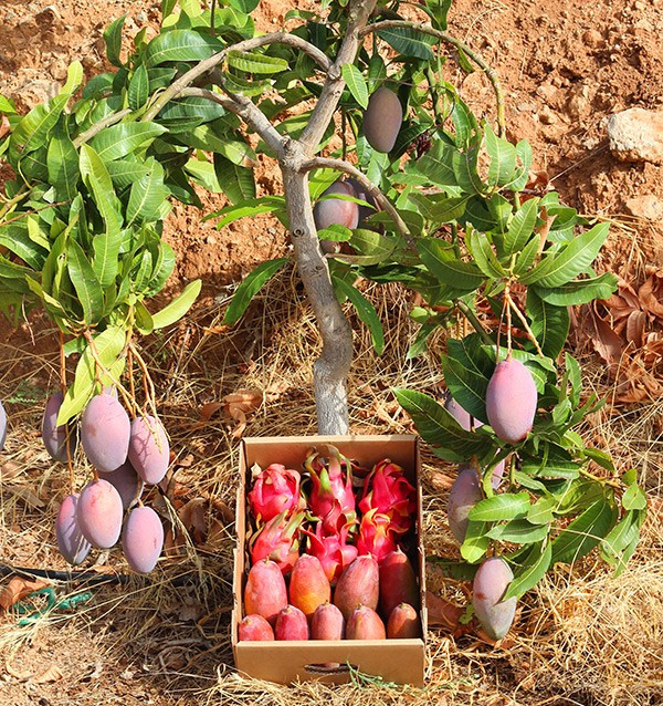 Drachenfrucht und Mango