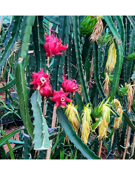 Buy Pitahayas Online | Fresh Dragon Fruit Bursting with Flavor