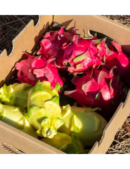 Buy Pitahayas Online | Fresh Dragon Fruit Bursting with Flavor