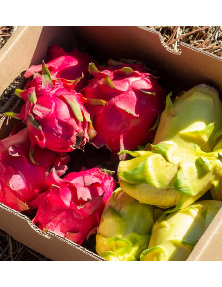 Buy Pitahayas Online | Fresh Dragon Fruit Bursting with Flavor