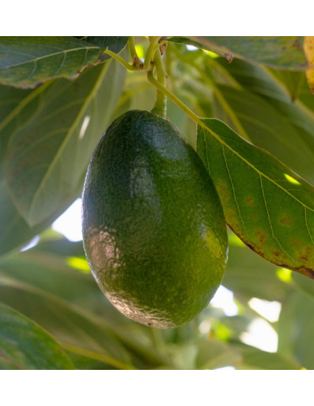 Acheter des Avocats à Peau Lisse | Fruit Tropical En Ligne chez Tropitop