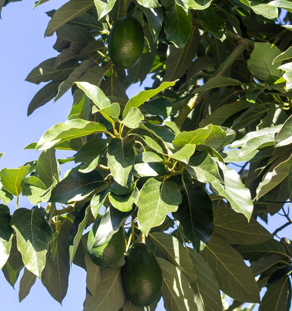 Acquistare Avocado a Buccia Liscia | Frutta Tropicale Online su Tropitop