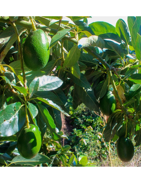 Acheter des Avocats à Peau Lisse | Fruit Tropical En Ligne chez Tropitop