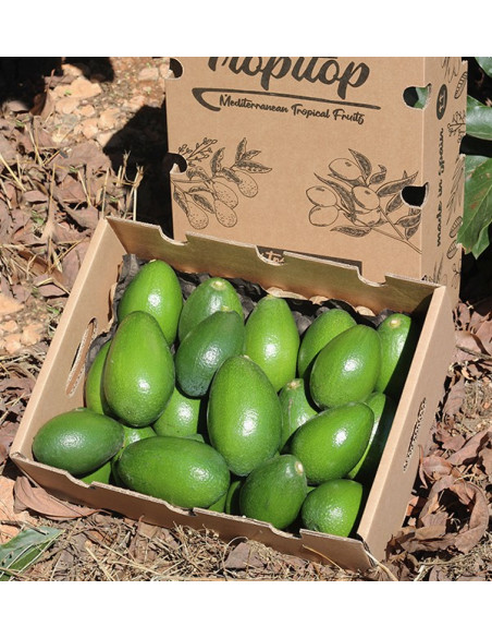 Comprar Abacates de Pele Lisa | Frutas Tropicais Online em Tropitop