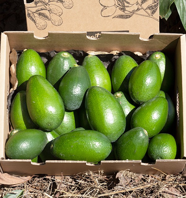 Comprar Aguacates Piel Lisa | Fruta Tropical Online en Tropitop