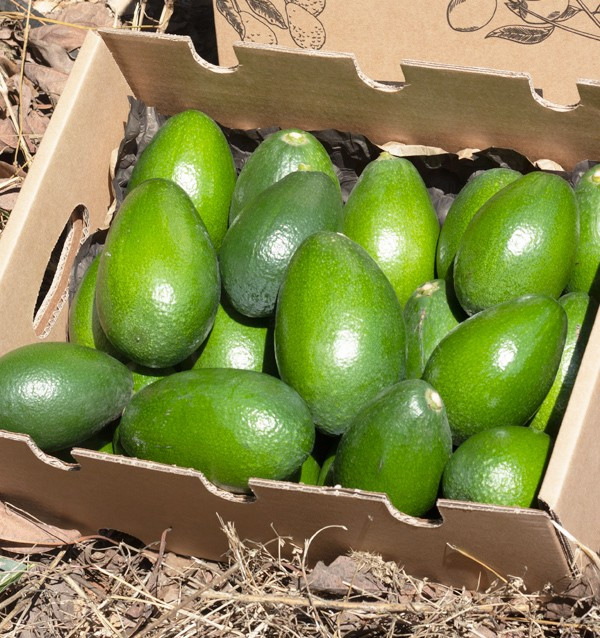 Buy Smooth Skin Avocados| Buy online directly from our fields