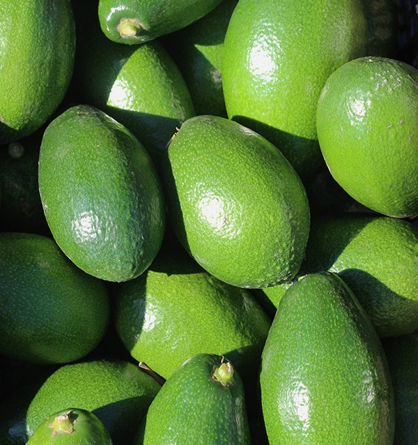 Acheter des Avocats à Peau Lisse | Fruit Tropical En Ligne chez Tropitop 2