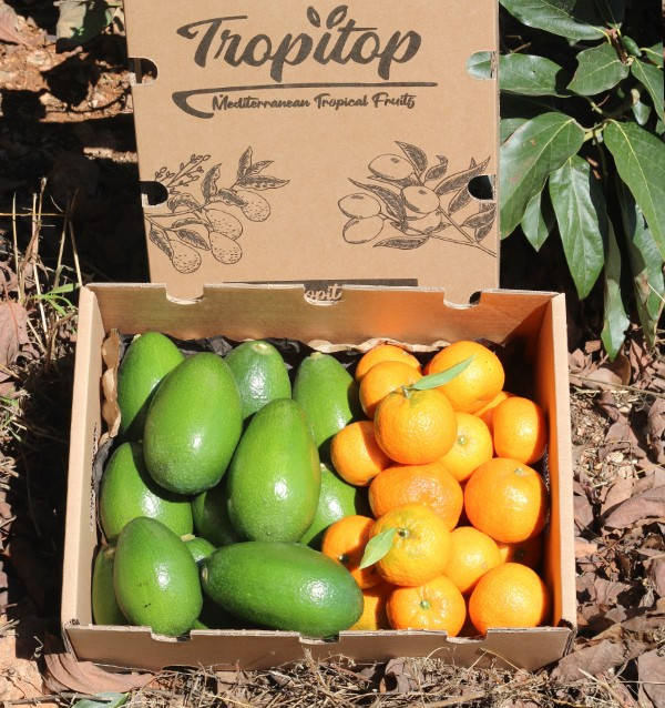 Comprar Abacates bacon e clementinas ao melhor preço