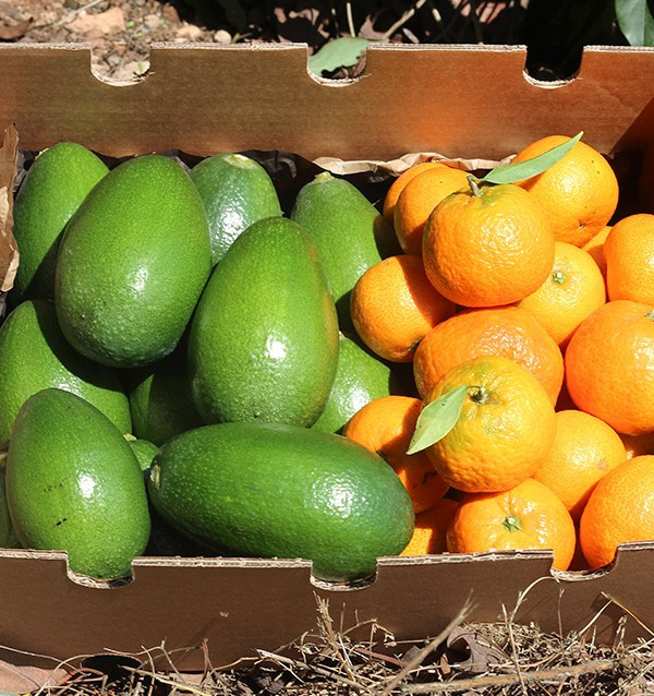 Avocats bacon et mandarines clémentines