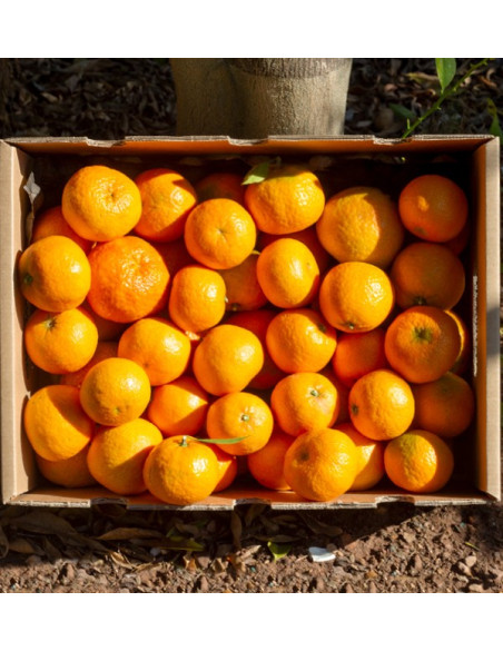 Mandarini Clementine