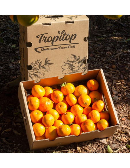 High-Quality Clementine Mandarins | Buy Mandarins online now