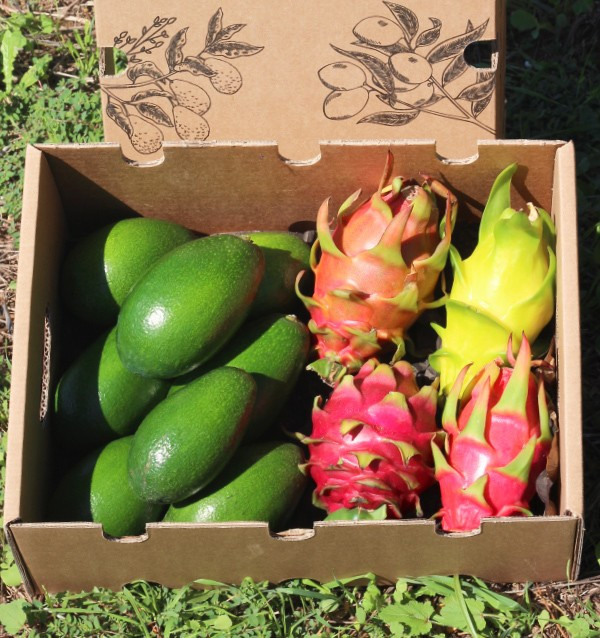 Avocat, peau lisse et pitahaya