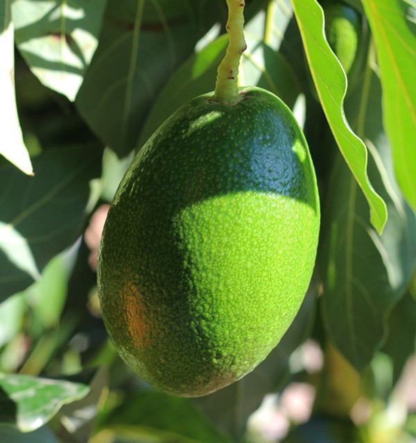 Mix aguacate piel lisa y pitahaya