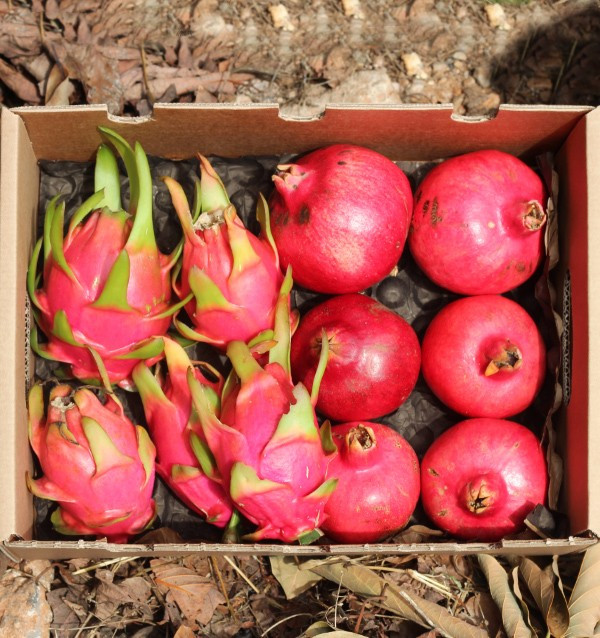 Comprare melagrane e pitaya online su Tropitop