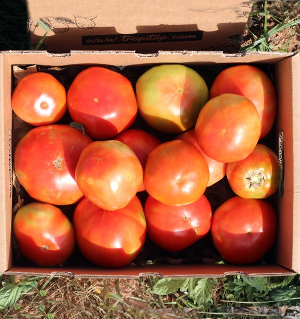 Compra Tomates Online - Tomates frescos sabrosos y de calidad